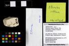 Foto (Objekt + Etiketten) von Pithonoton rusticum (Patrulius, 1966) 